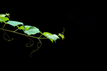 Macro of green grape leaf.