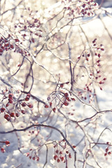 Red berries in the ice and sparkling festive bokeh. The mood of the winter holidays. Vintage
