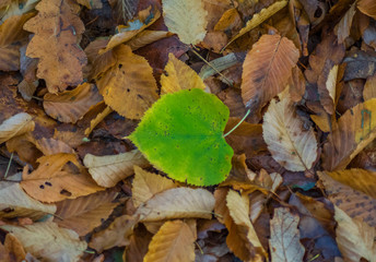 One green leaf in the middle of brown leaves. One green leaf is in the middle of a dead brown leaf.