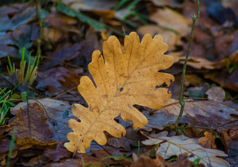 Closeup of a brown leaf against a backdrop of autumn dried,browns leaves as a background. Colorful background of differently colored fallen autumn leaves. Closeup of leaves on the ground.