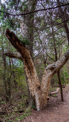 Tree in forest with section of white bark