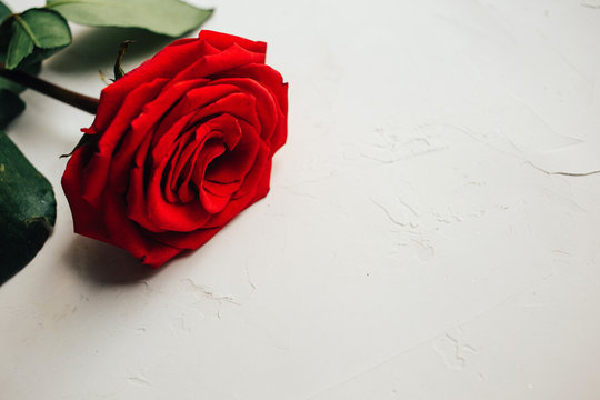 รูปภาพRoes-Flower – เลือกดูภาพถ่ายสต็อก เวกเตอร์ และวิดีโอ206 | Adobe Stock