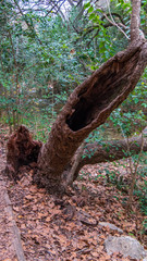 Interesting hypodermic needle shaped hollow old fallen tree in a forest