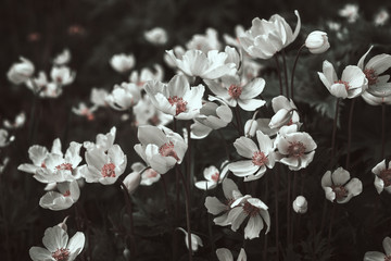 White anemone flowers in black and white, stylized