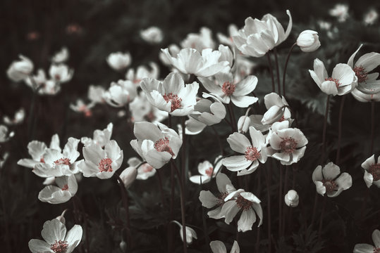 Fototapeta White anemone flowers in black and white, stylized