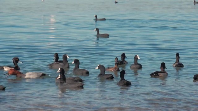 Wild ducks and seagulls swim in search of food. Birds swing on the waves. Blue waves shimmer in the sunlight.