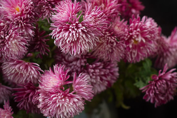 Autumn bouquet of lilac chrysanthemums on a dark background.