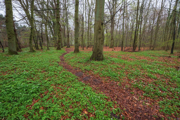 Wald in der Boddenlandschaft auf dem Dar&szlig;