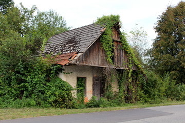 Abandoned old wooden house with broken doors, windows and roof tiles completely overgrown with crawler plants and other forest vegetation next to patched asphalt road on warm summer day