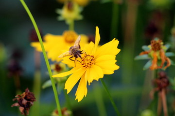 Bee looking directly at camera while standing on Lance-leaved coreopsis or Coreopsis lanceolata or Lanceleaf tickseed or Sand coreopsis perennial plant surrounded with other flowers and garden vegetat