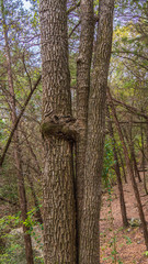 Trees fused together at a point
