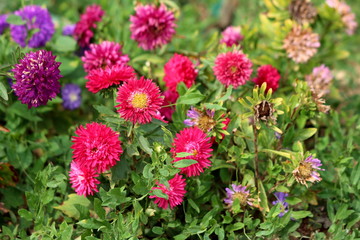 Obraz premium China aster or Callistephus chinensis or Annual aster flowering plants with various dense purple and red flowers surrounded with green leaves and other vegetation in local garden on warm summer day