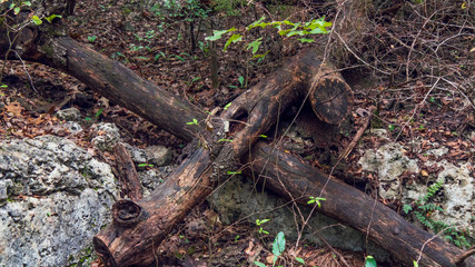 Naklejka na ściany i meble Fallen small trees in a forest making an X formation on the ground