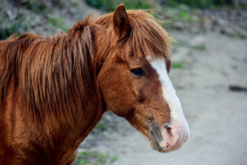 Obraz premium Horse Portrait