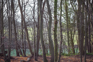 Sherrardspark Wood in Welwyn Garden City, Hertfordshire, England