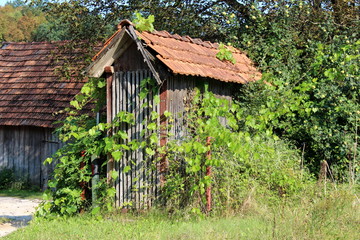 Corn shed used for drying and storing corn cobs made from narrow wooden boards and roof tiles completely overgrown with crawler plants and forest vegetation on warm sunny summer day
