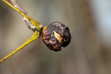 Dark brown wrinkled walnut husk with barely visible light brown shell started to emerge still attached to green branch on warm sunny day