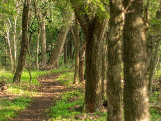 Small dirt path through lush green forest