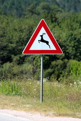 Deer crossing warning road sign warns that deer often traverse or travel on the roads situated next to asphalt road and surrounded with high uncut grass with flowers and dense forest in background