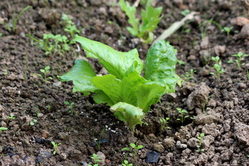 Freshly planted lettuce growing in home garden surrounded with small plants and dark brown garden soil on warm sunny day