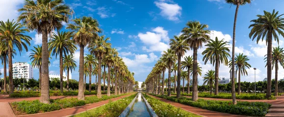 Zelfklevend Fotobehang Panorama van palmbomen in het park van de Arabische Liga (Parc de la Ligue Arabe) in Casablanca, Marokko. Hoofdattractie en prachtige groene tuin in het centrum van de stad. naast de kathedraal © mitzo_bs