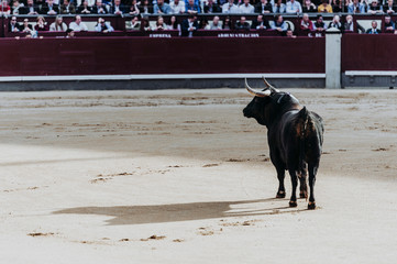 Fighting bull running in the arena. Bullring. Toro bravo