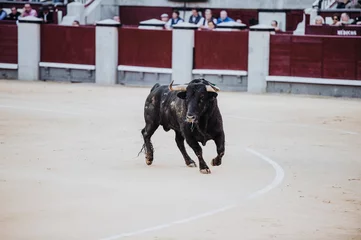 Photo sur Plexiglas Tauromachie Fighting bull running in the arena. Bullring. Toro bravo