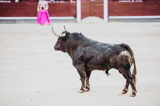 Fighting bull running in the arena. Bullring. Toro bravo