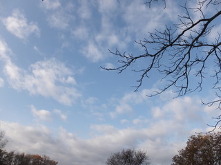 空・青空・針葉樹・広告スペース