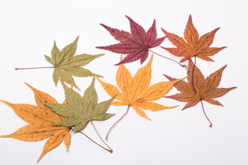 Autumn maple leaves Isolated