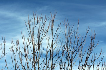 Multiple branches without leaves pointing towards cloudy blue sky on warm sunny spring day