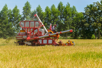 Combine harvester Working on rice field. Harvesting is the process of gathering a ripe crop