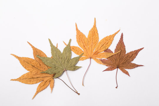 Autumn maple leaves Isolated