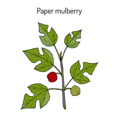 Paper Mulberry Broussonetia papyrifera , medicinal plant