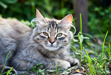 Naklejka na ściany i meble Gray striped furry cat in green grass