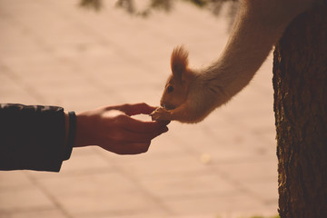 squirrel trusts people  friendship animal world © Ilyaz
