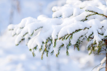 snow covered branch