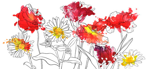 vector drawing poppy flowers