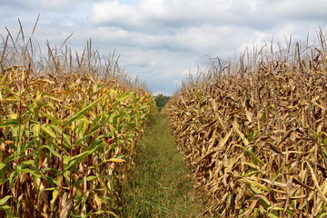 Two cornfields with still green and ripe side separated with row of high uncut grass with large trees and cloudy blue sky in background