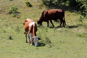 Two cows standing and eating fresh green grass surrounded with small bushes and dense trees in background on warm summer day