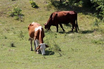 Naklejka na ściany i meble Two cows standing and eating fresh green grass surrounded with small bushes and dense trees in background on warm summer day