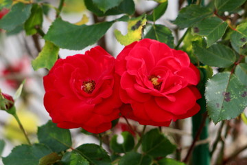 Two fully open blooming red roses with dense petals and yellow center surrounded with dark green leaves on warm summer day