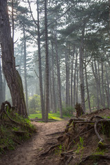 Morning forest path