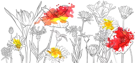 Küchenrückwand glas motiv vector drawing poppy flowers © cat_arch_angel