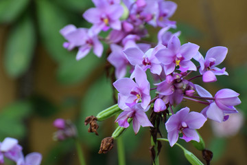 pink flowers
