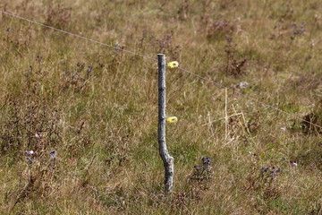 Wooden pole with plastic insulator hooks holding electric wire fence for cattle protection surrounded with dry grass and flowers on warm summer day