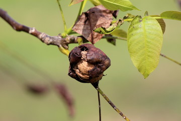 Wrinkled dark brown walnut husk with light brown shell started to emerge, still attached to branch and surrounded with green and brown leaves on warm sunny day