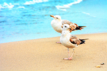 Two seagulls on the sandy seashore. Wild nature. Birds. Place for text.