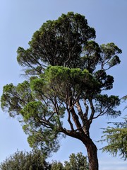 tree on background of blue sky