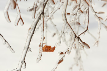 Beautiful winter view in the winter forest.
